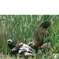 گونه سنقر تالابی Western Marsh Harrier